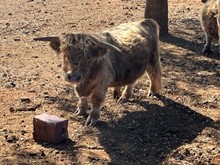 Caesar