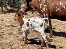 Flairings Heifer Calf