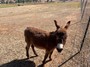 Mighty the friendliest miniature Donkey on earth